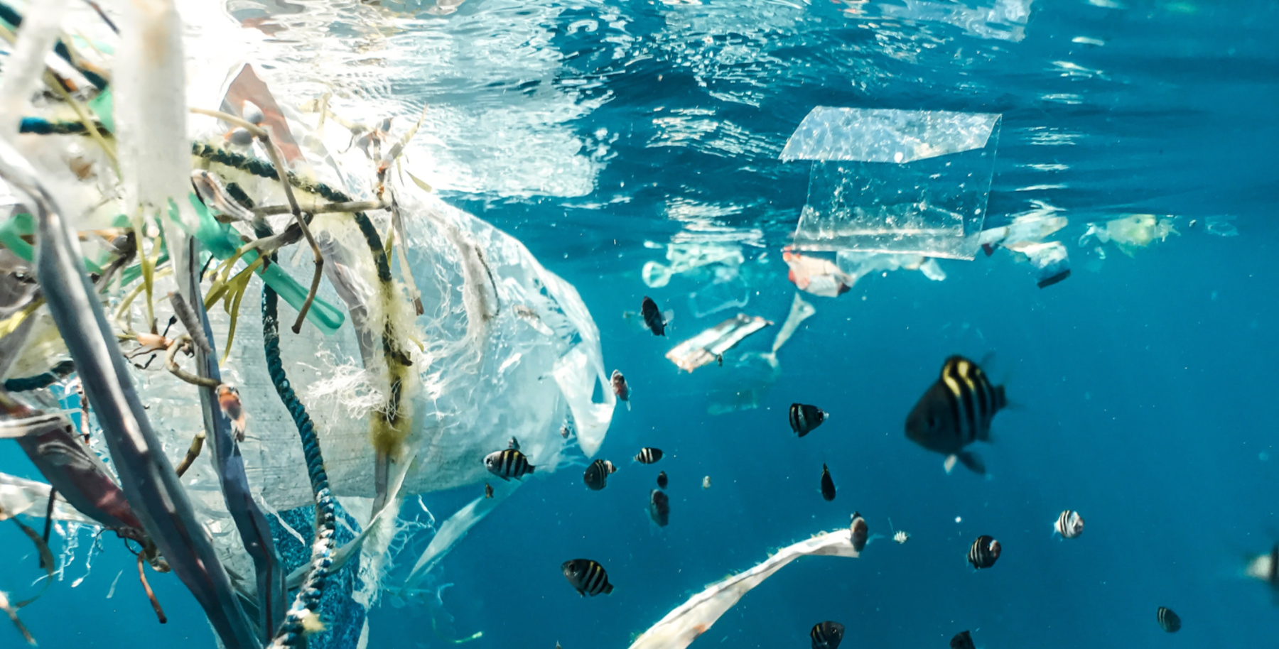 single use plastics in the ocean
